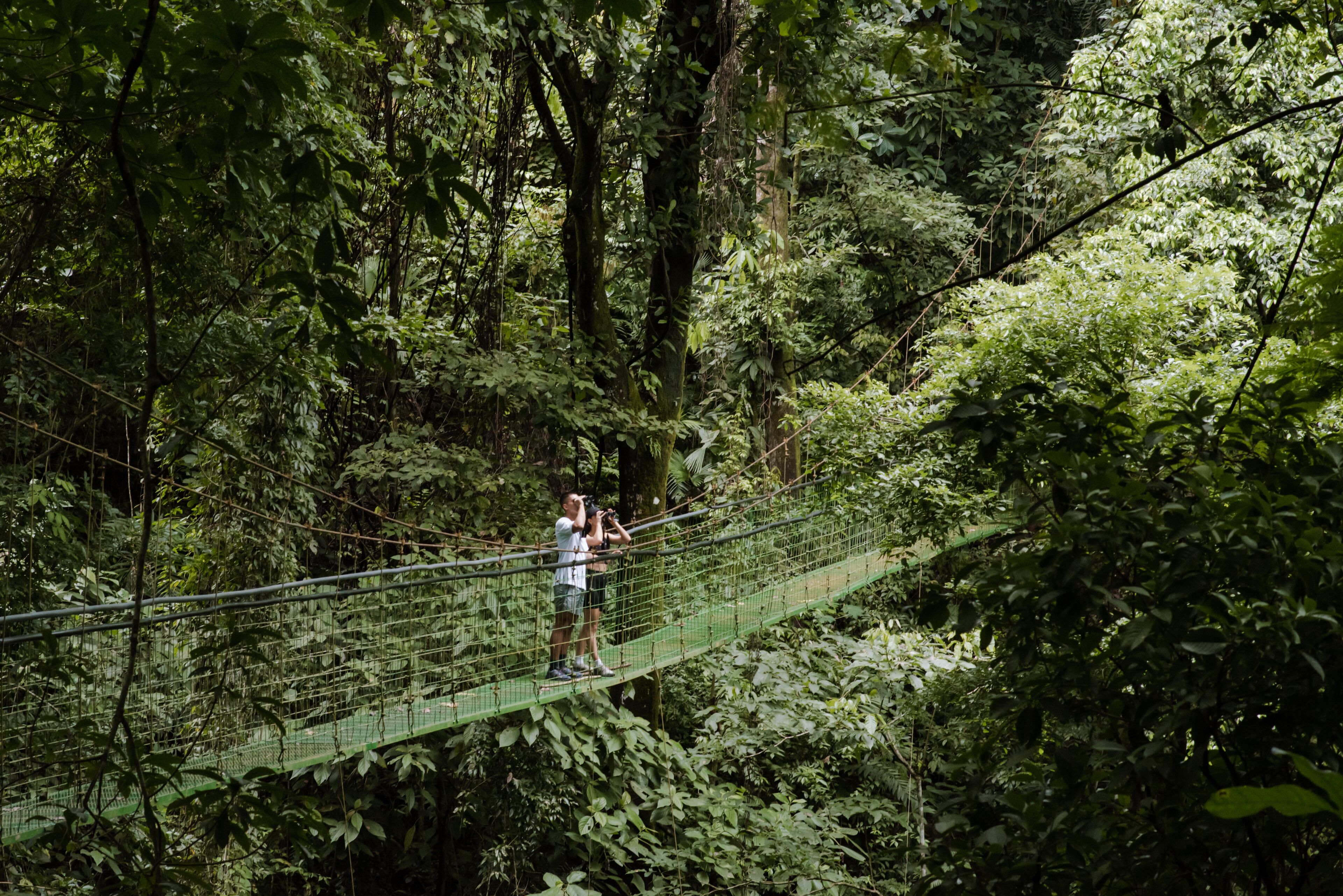 Uma pessoa em uma ponte suspensa em uma floresta densa.