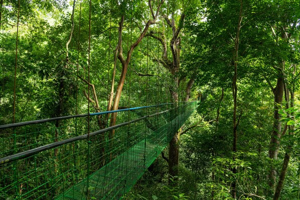 A green suspension bridge in a dense forest.