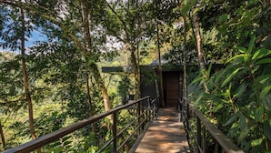 Un sendero de madera que conduce a un edificio rodeado de follaje denso.