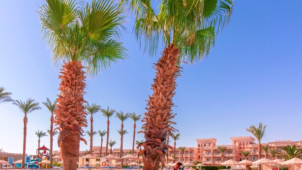A pool area with palm trees, a clear blue sky, and a building in the background. - Beach Albatros Resort - All Inclusive  (Hurghada)