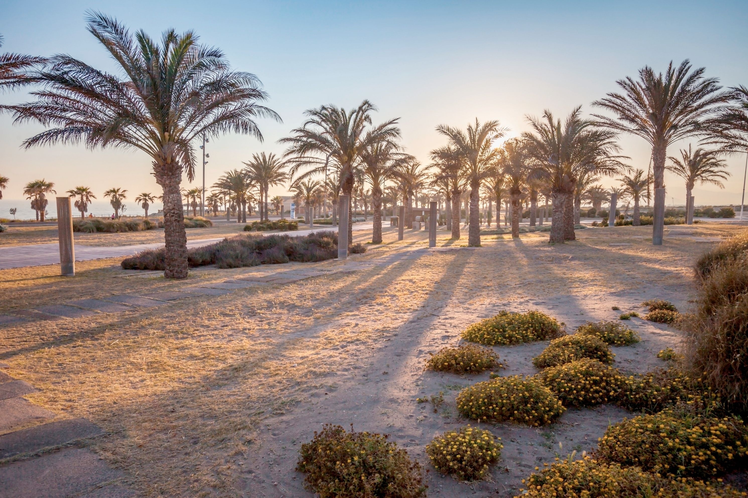 A pathway lined with palm trees and small bushes, leading towards a body of water.