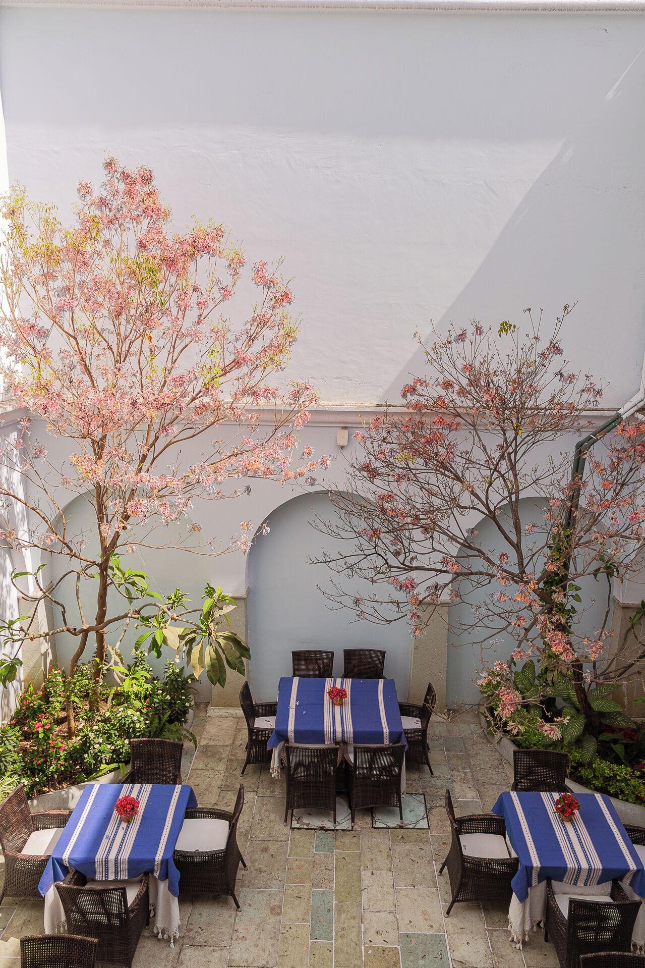 An outdoor patio with tables and chairs, surrounded by flowering trees and a white wall.