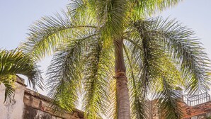 A pool area with a palm tree, potted plants, and a bar area with bottles. - Hotel De La Parra (Oaxaca)