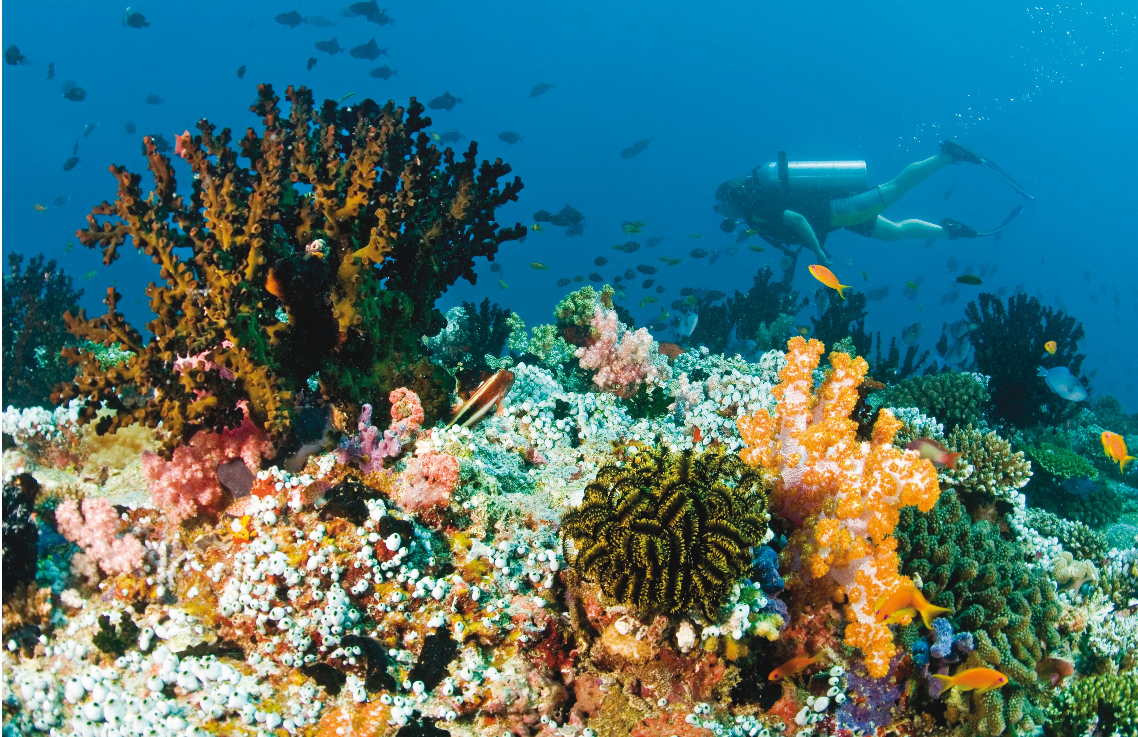 A diver exploring a vibrant coral reef with various colorful corals and fish.