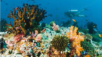 A diver exploring a vibrant coral reef with various colorful corals and fish.