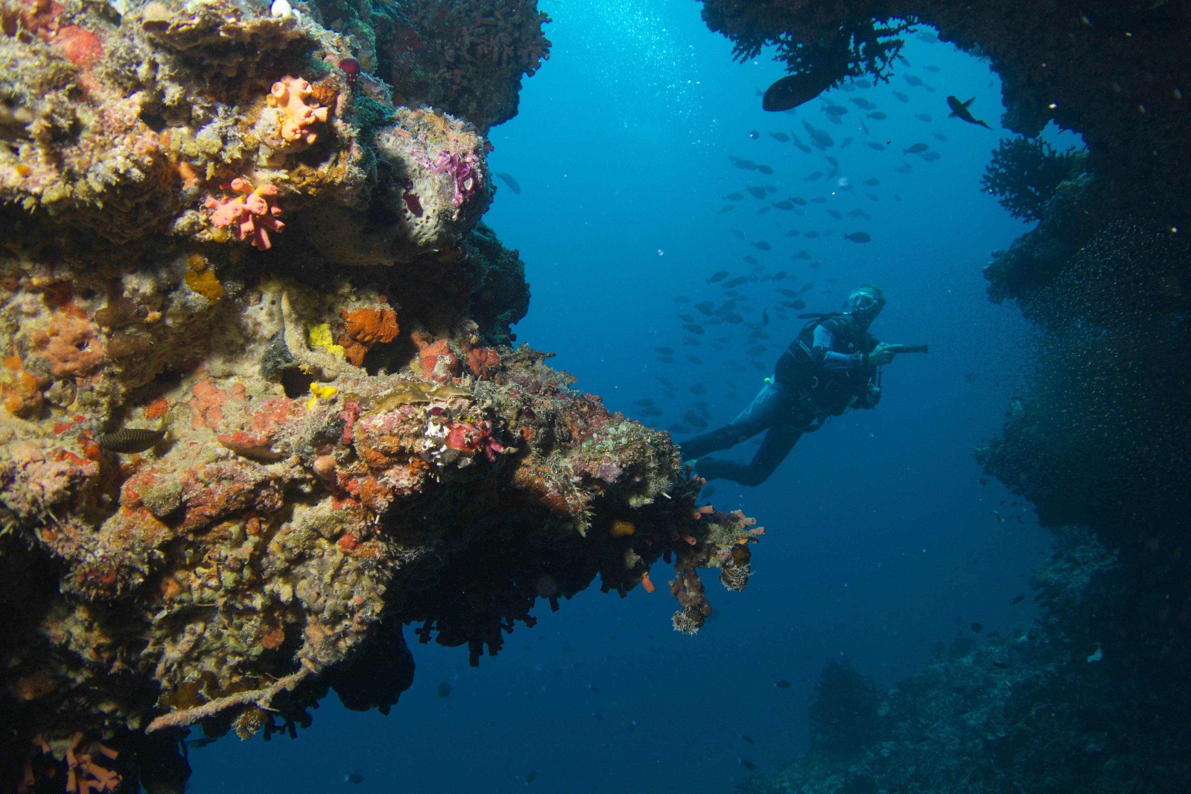 A diver exploring a vibrant coral reef with a variety of colorful marine life.