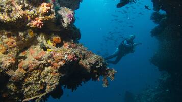 A diver exploring a vibrant coral reef with a variety of colorful marine life.