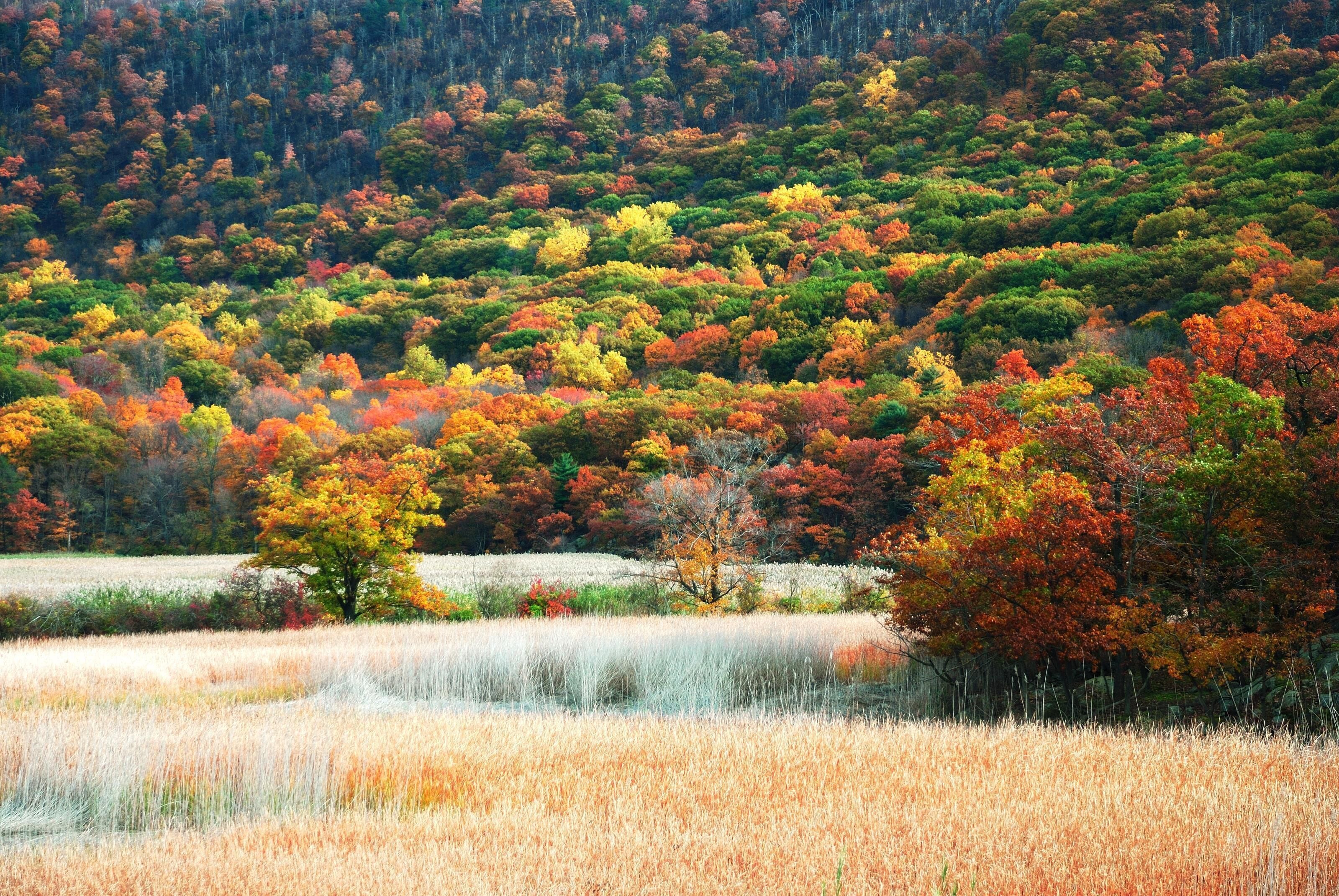 A forested hillside with a variety of trees in autumn colors.