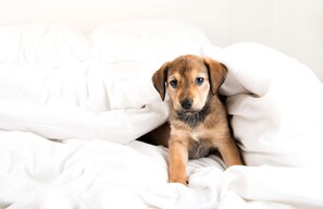 A puppy sitting on a bed with white bedding.