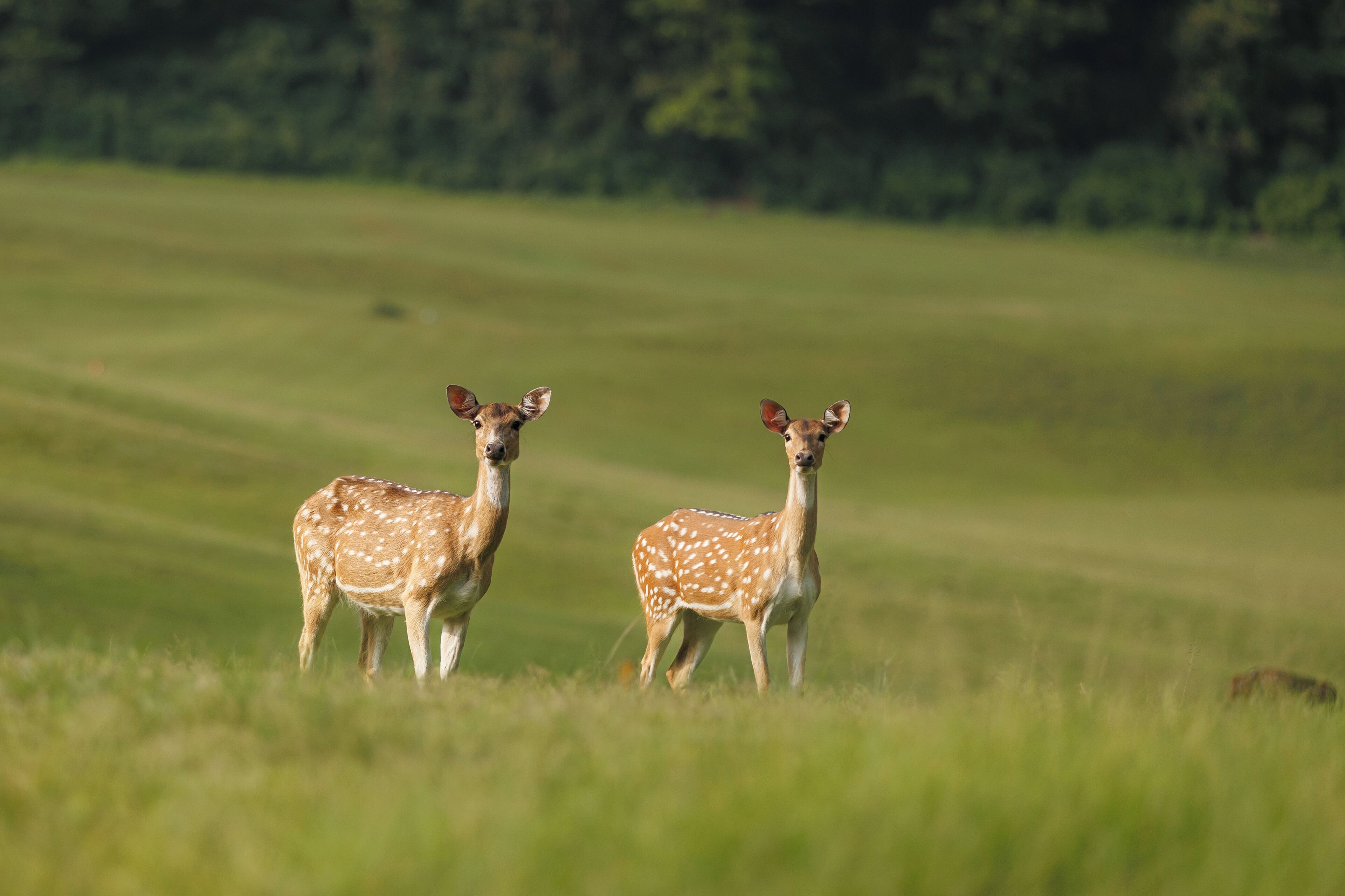 Two deer in a grassy field.