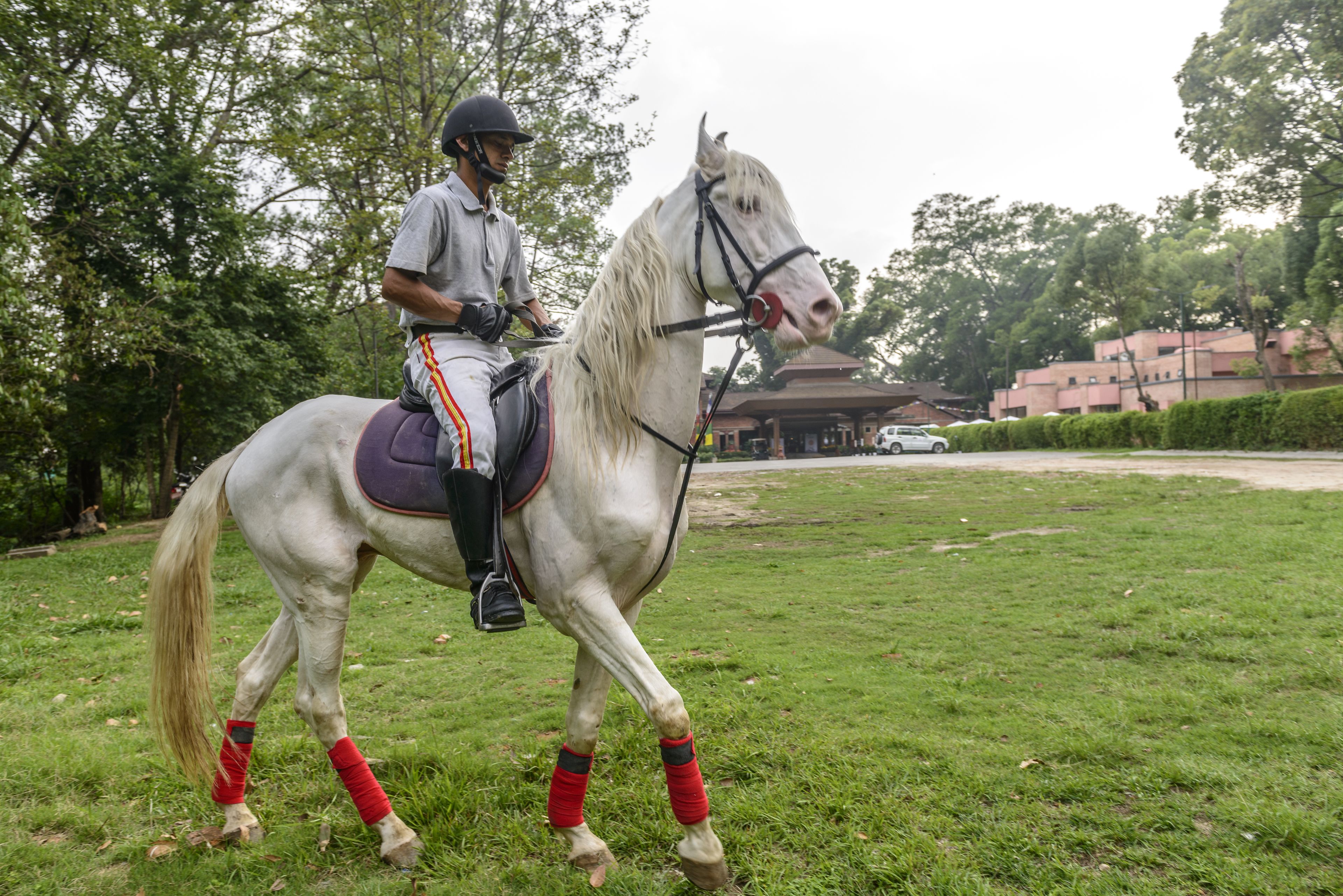 Una persona cavalca un cavallo bianco con bende rosse sulle zampe, in una zona erbosa con alberi e edifici sullo sfondo.