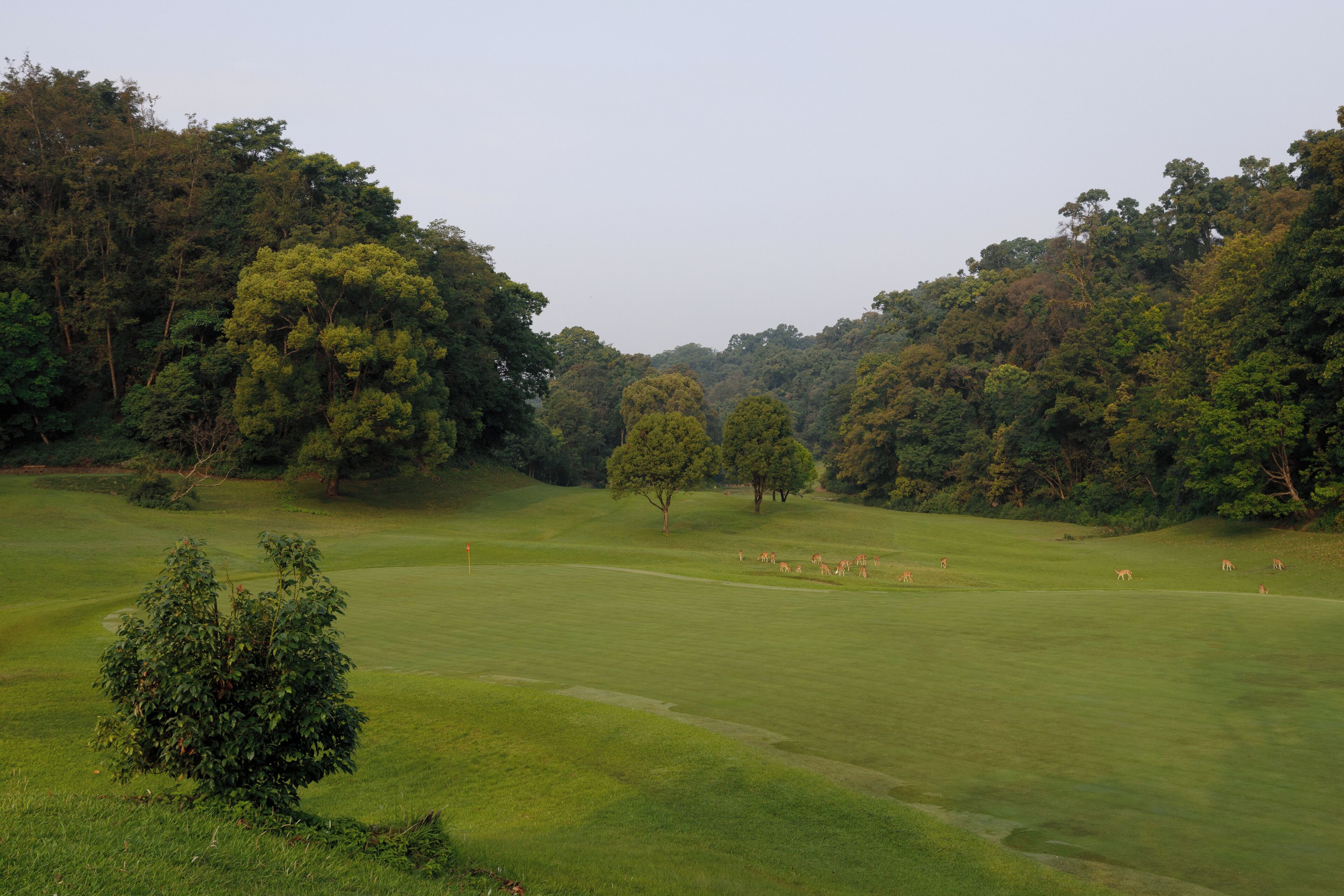 A golf course with a well-maintained fairway, trees, and a small bush in the foreground.