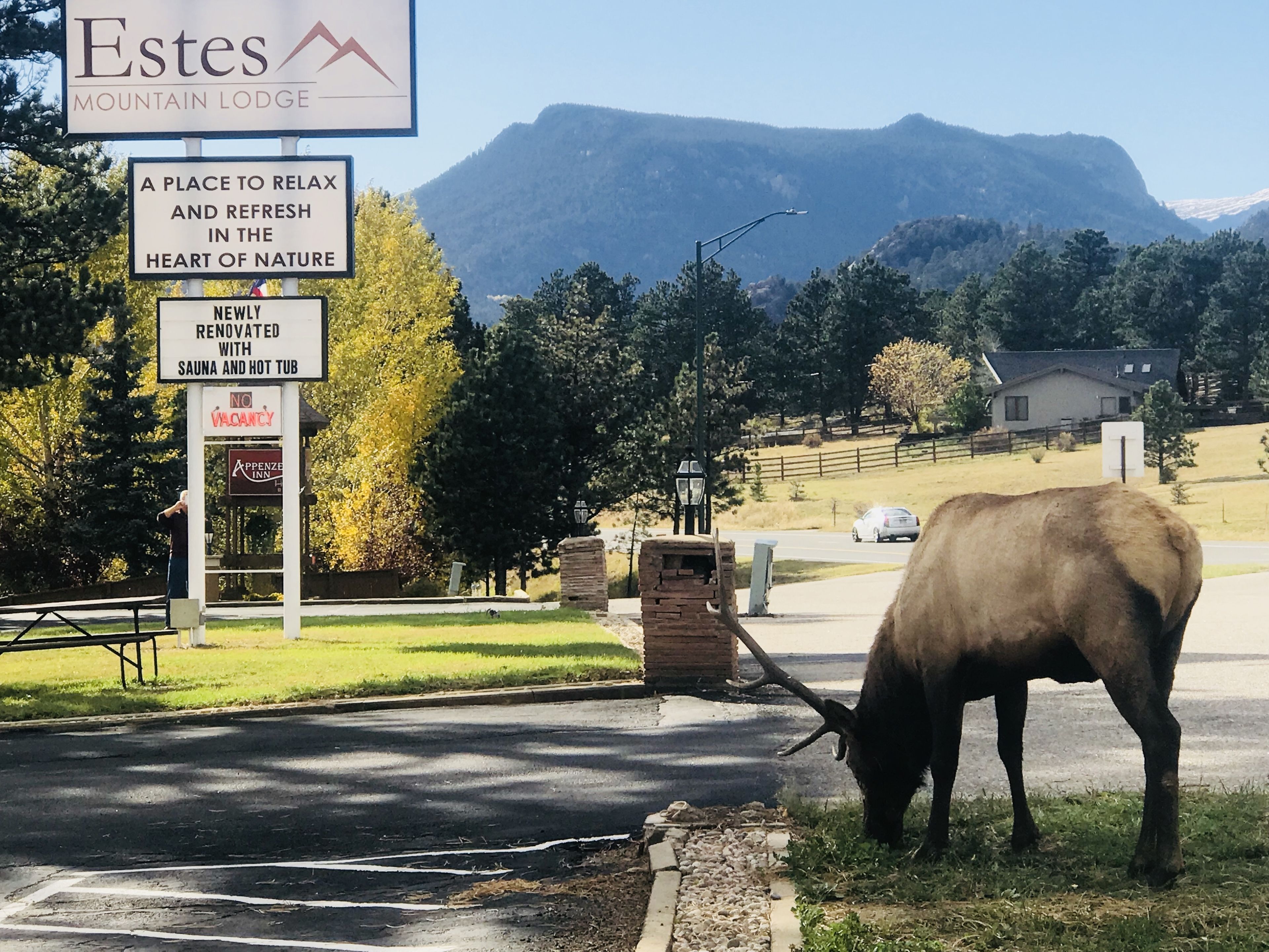 A mountain lodge sign with amenities including a sauna and hot tub, and a cow grazing near the road.