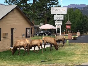A mountain lodge with a sign advertising long-term rentals and specials. - Estes Mountain Inn (Estes Park)