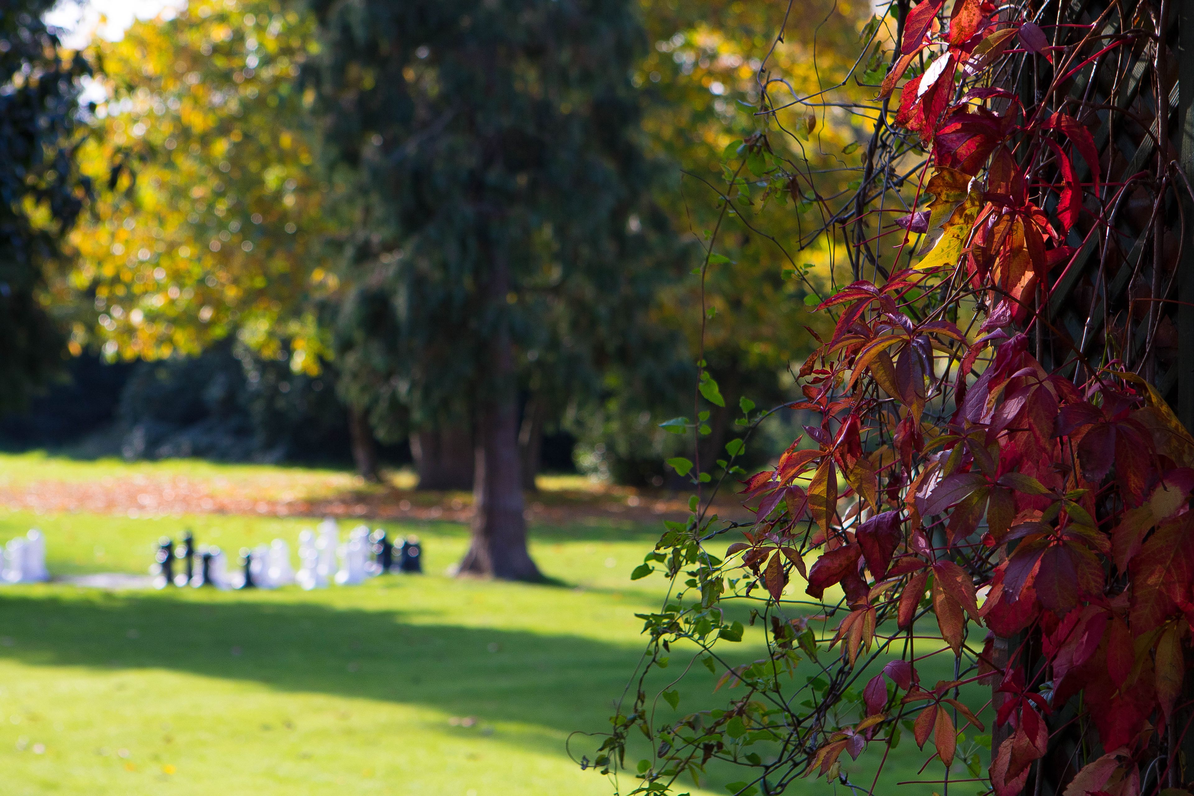 A park with a grassy area and trees.