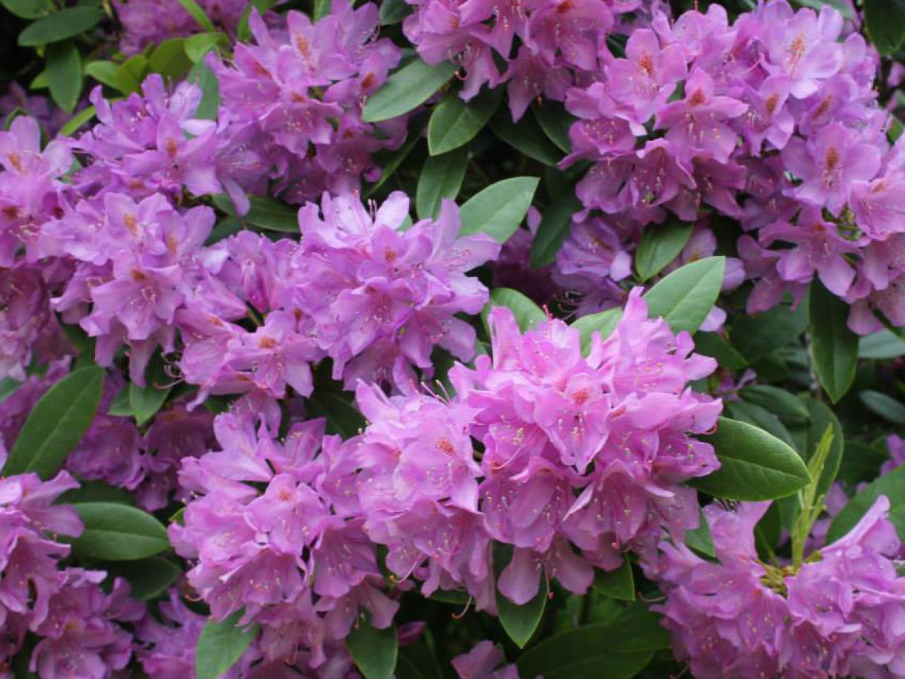 A dense cluster of pink flowers with green leaves.