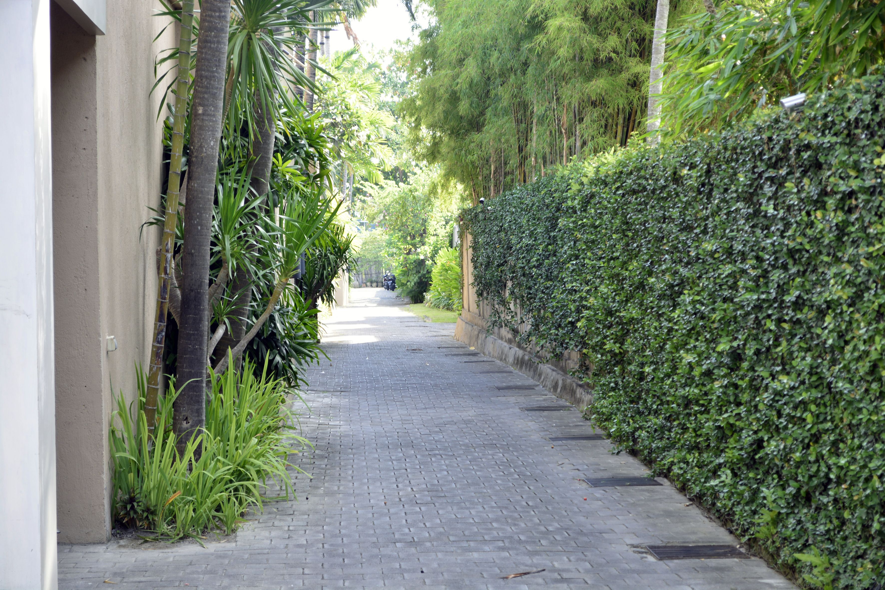 Un chemin pavé bordé d’une végétation luxuriante et d’une haie.