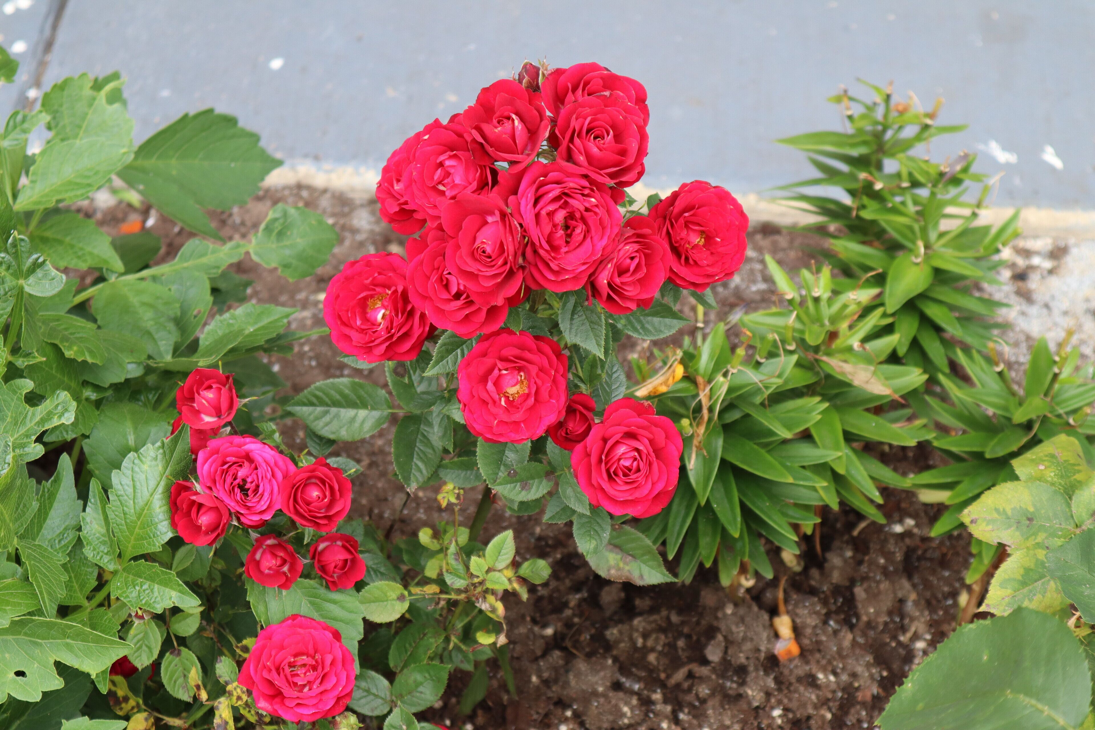Un jardin avec des roses rouges et un feuillage verdoyant.