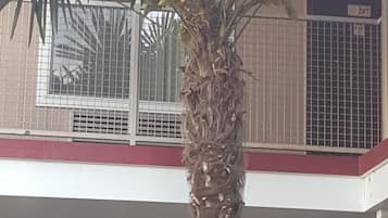 外觀