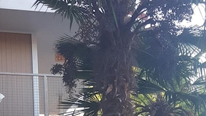 Un edificio con balcón, una palmera y un coche estacionado.