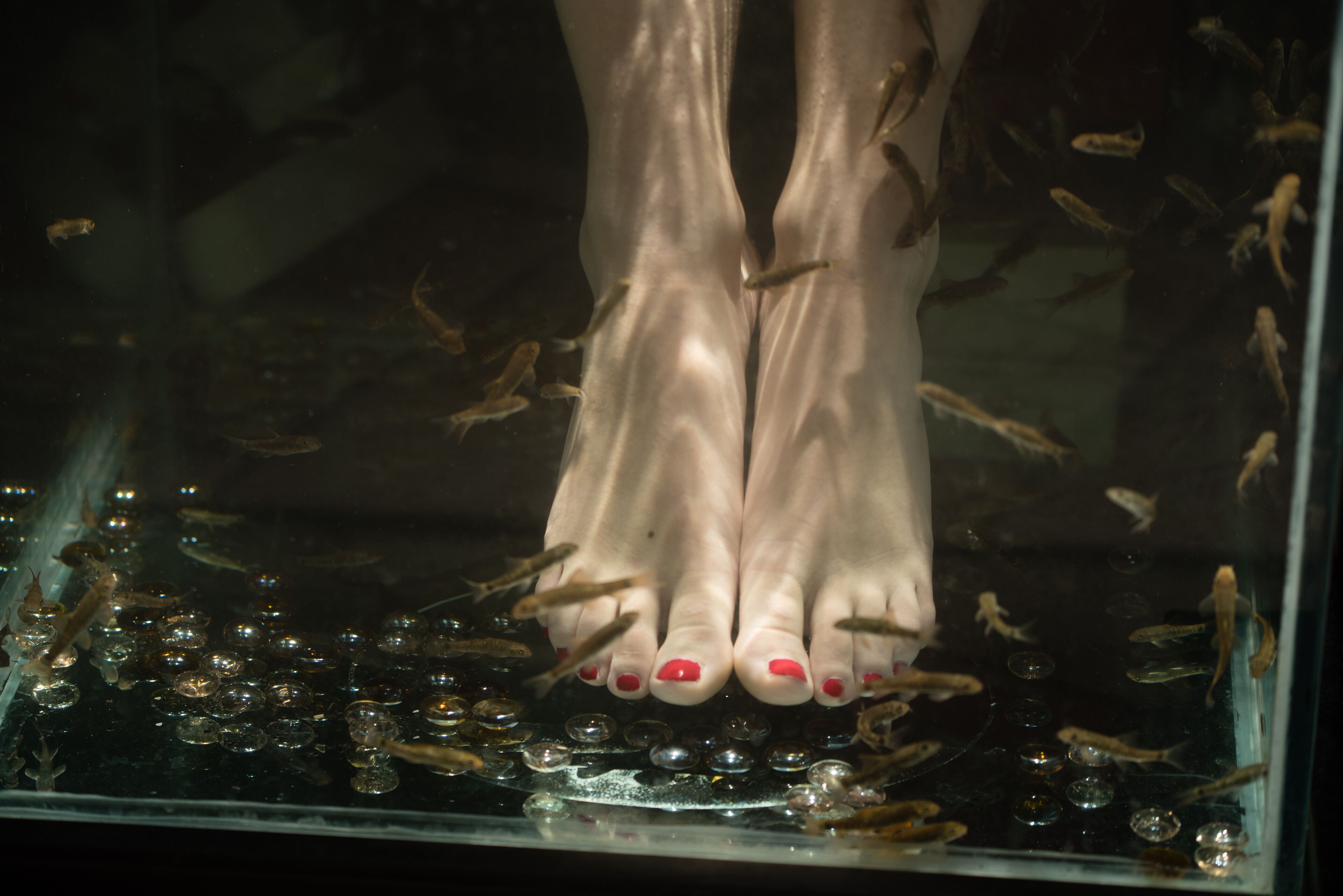 Un pie sumergido en agua, con peces alrededor.