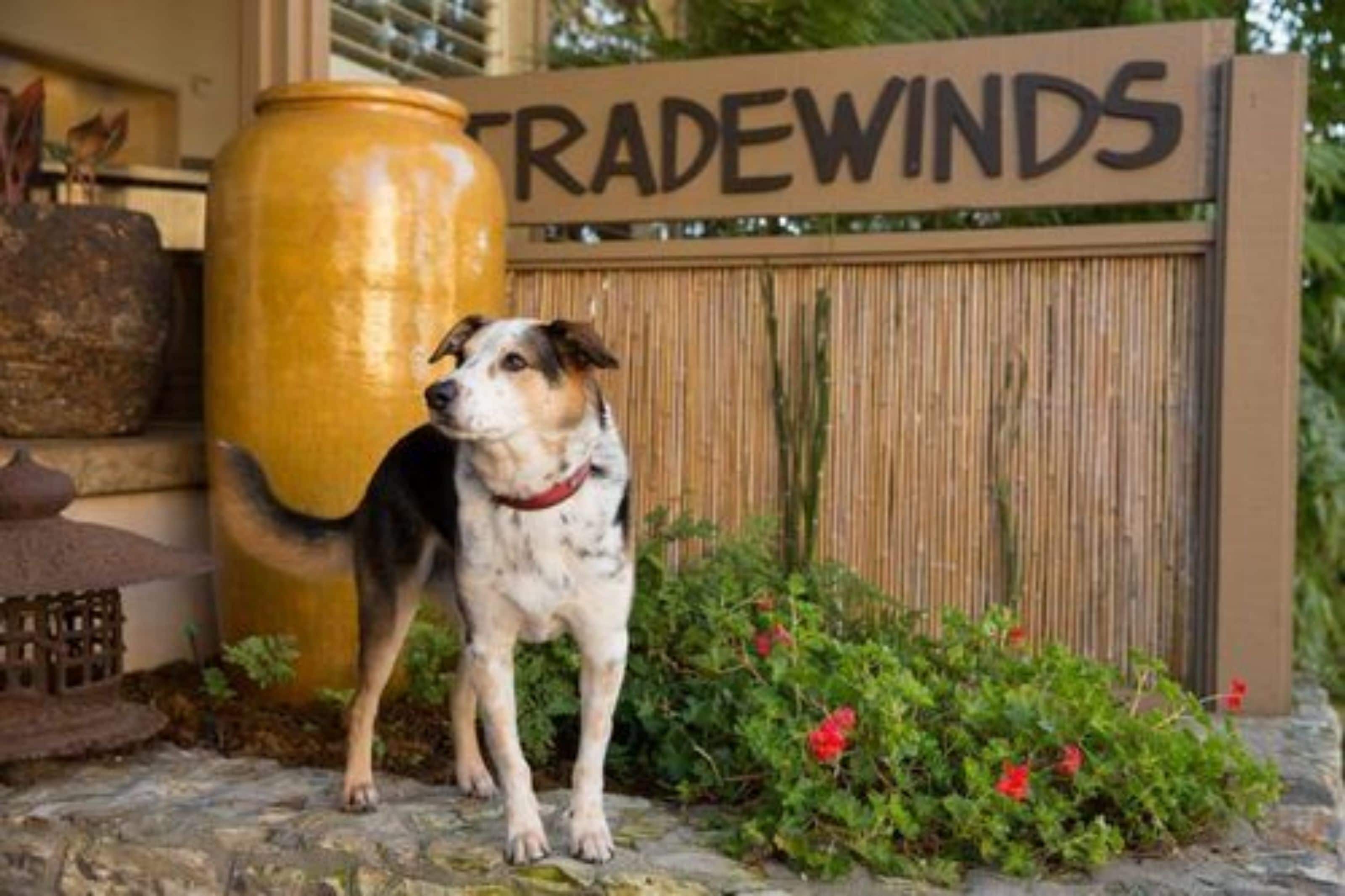 A dog standing in front of a sign that reads "TRADEWINDS."