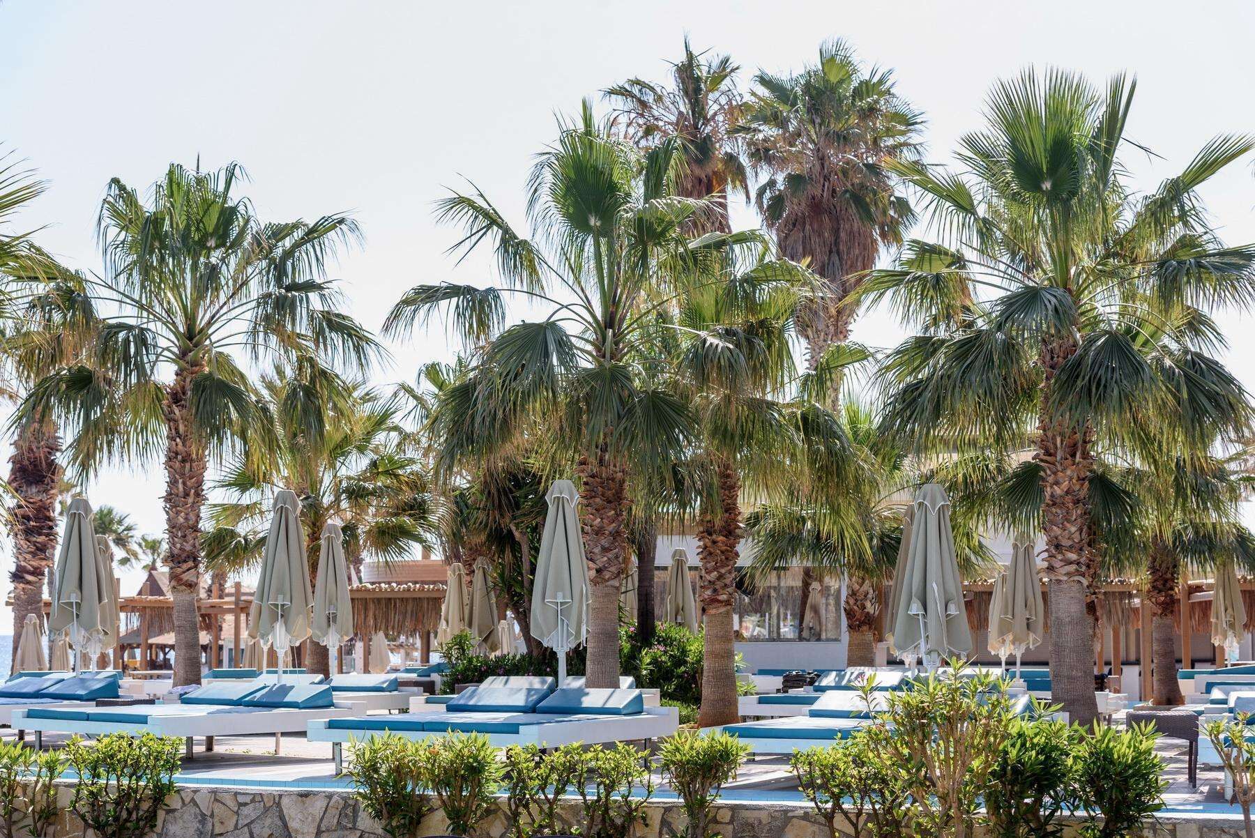 A resort with palm trees, lounge chairs, and umbrellas.