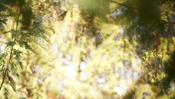 Experience relaxation in a serene natural setting, where guests can enjoy a rejuvenating massage amidst lush greenery.