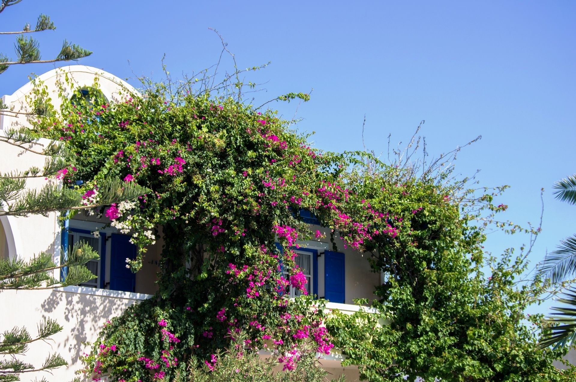 Un edificio con cúpula blanca y contraventanas azules, rodeado de exuberante follaje y buganvillas rosadas.