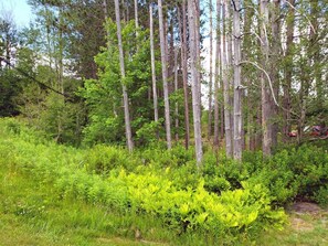 เดินป่า