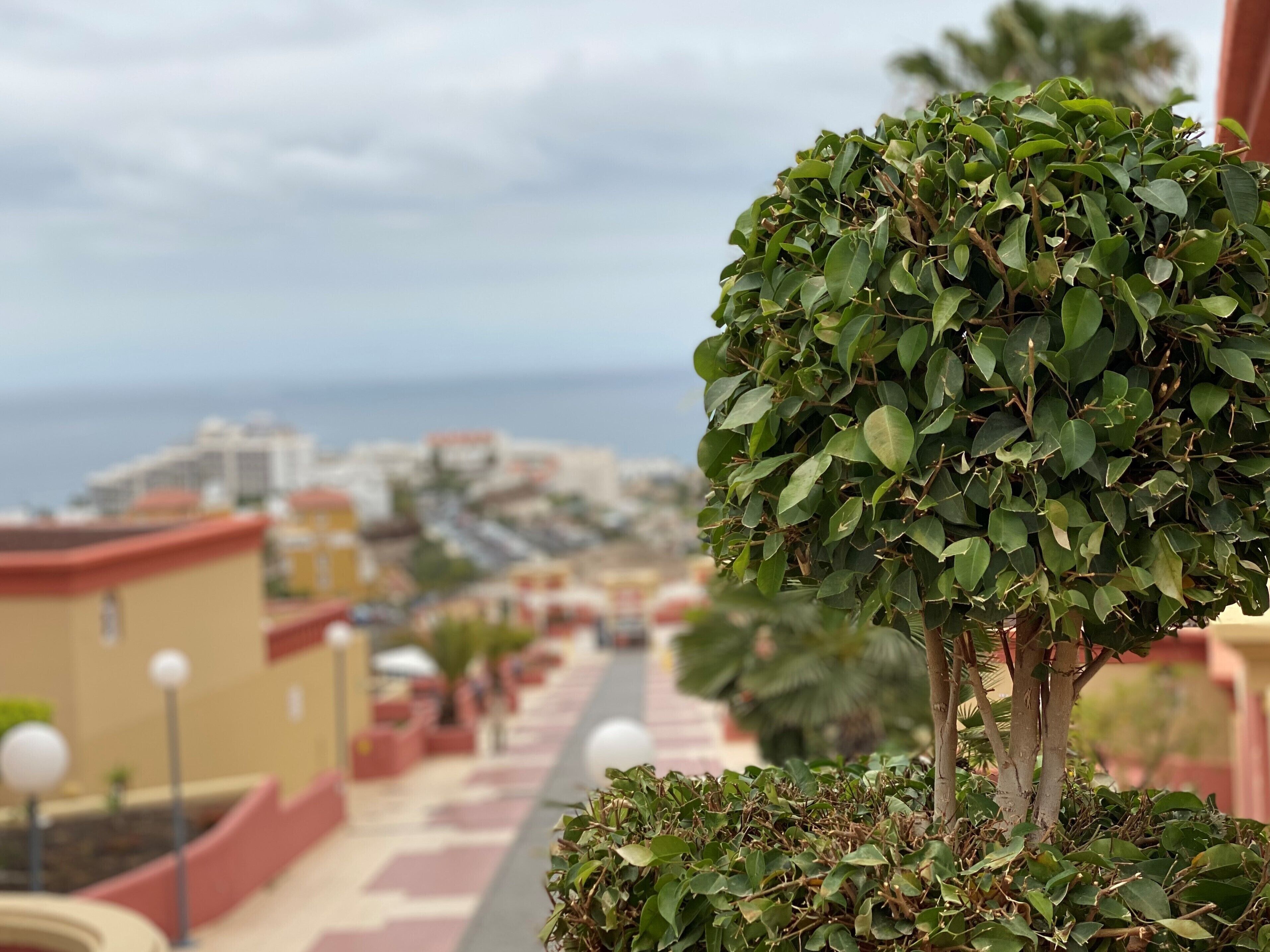 A balcony with a view of a coastal cityscape, featuring a neatly trimmed tree and a paved walkway.