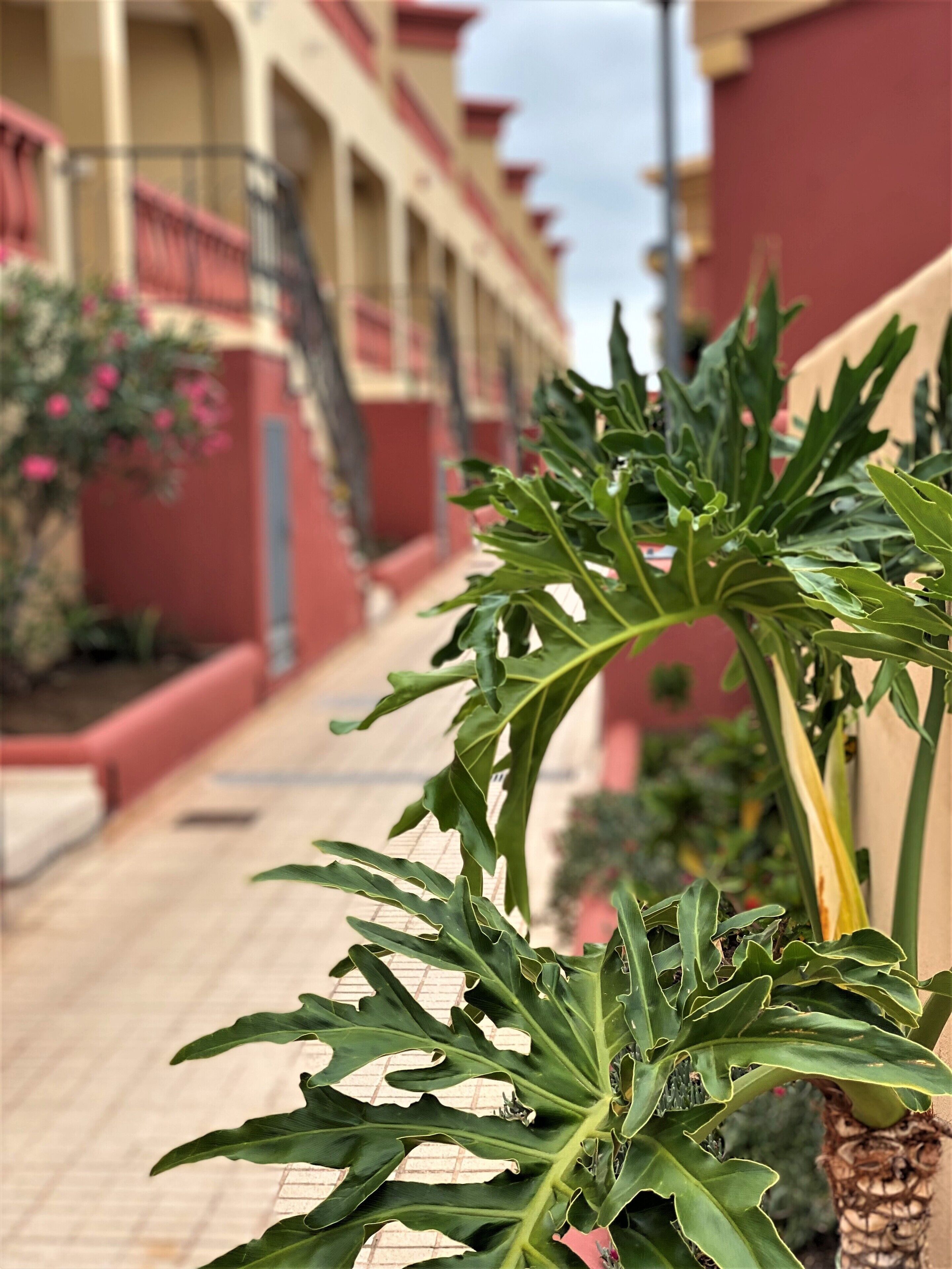 Un sendero bordeado por una planta frondosa, que lleva a un edificio con paredes rojas y balcones.