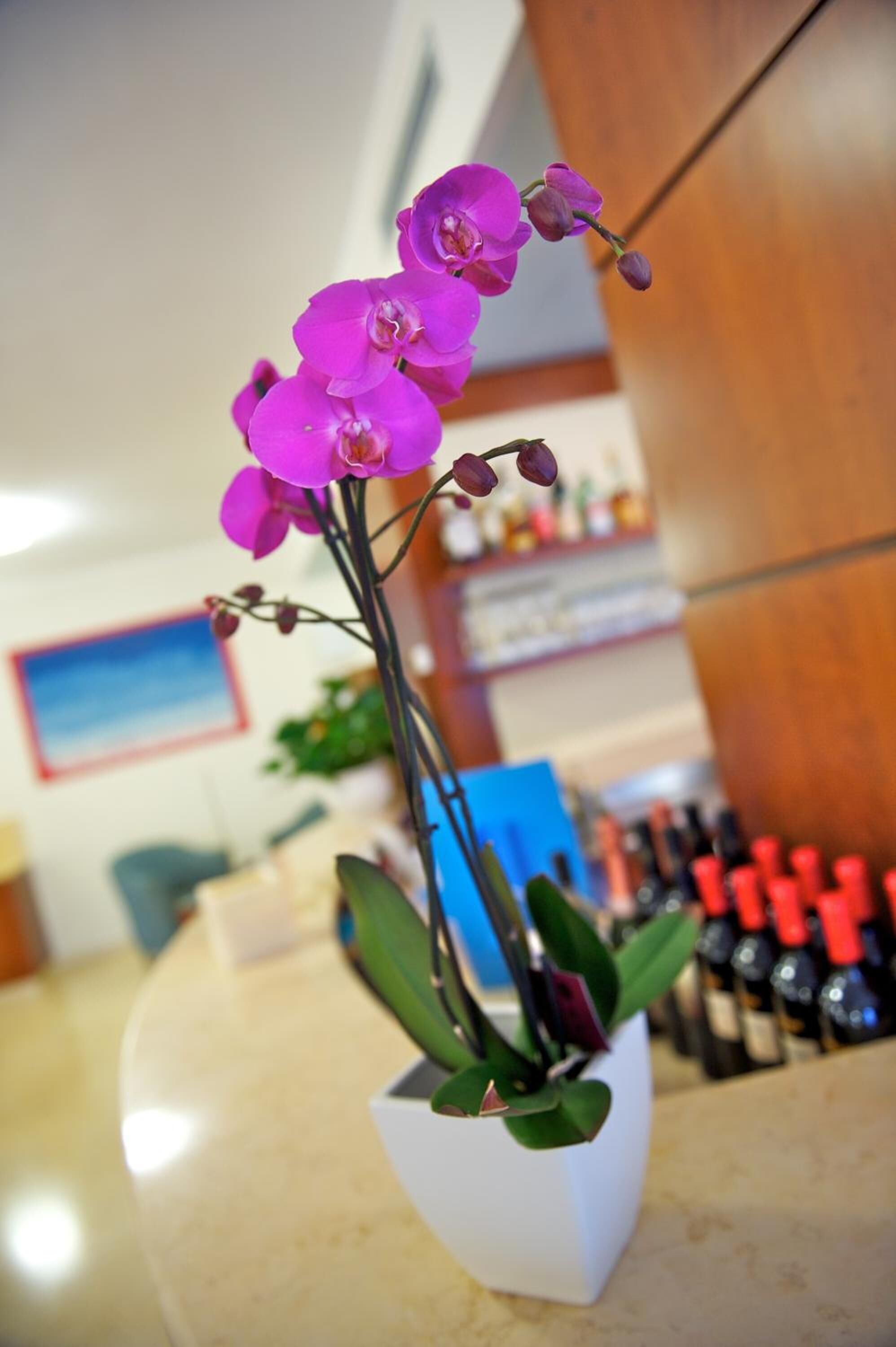 A white orchid in a white pot on a counter with a blurred background of a bar area.