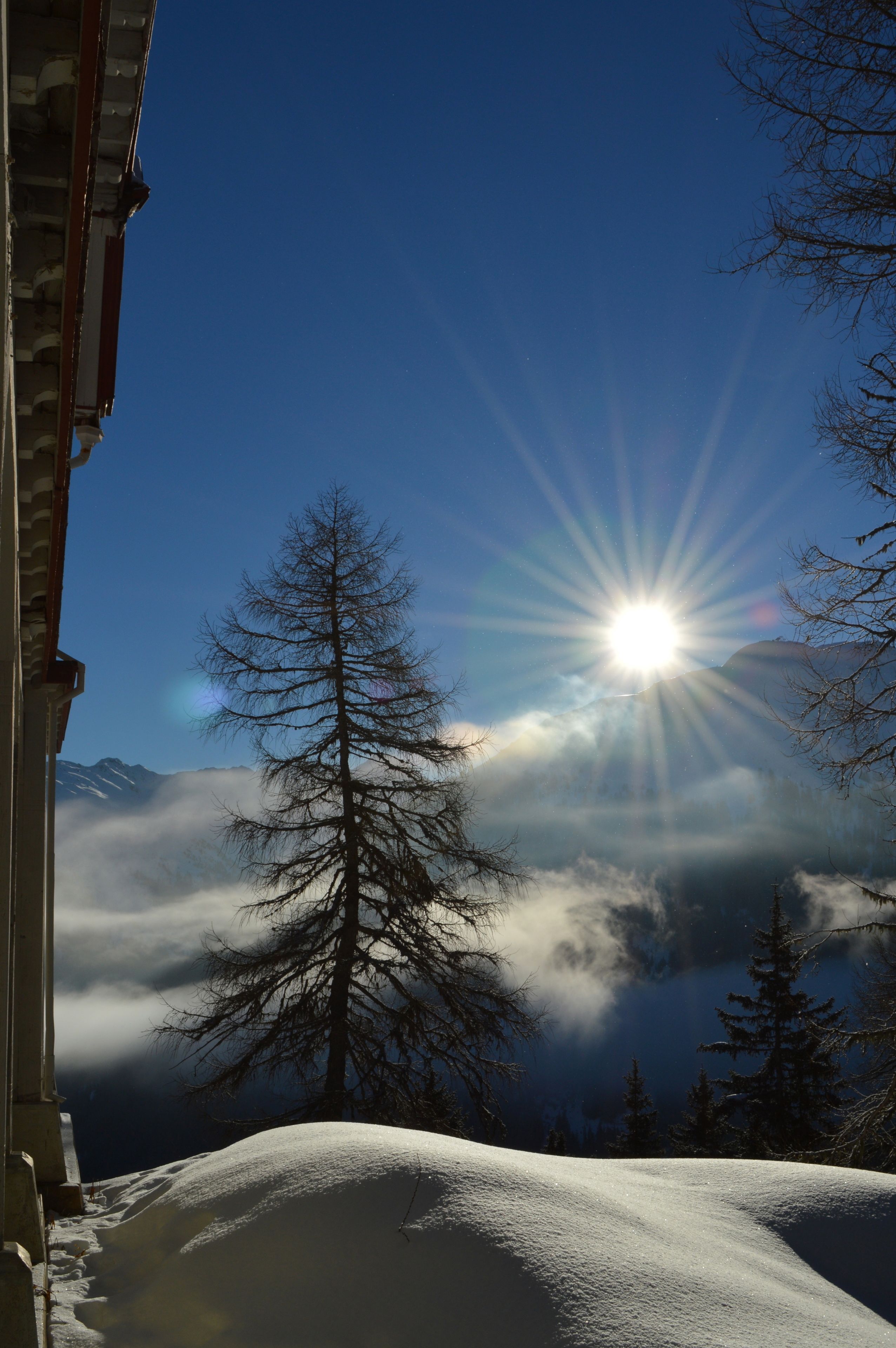 Paesaggio montano innevato con cielo sereno, un sole ben visibile e un alto abete sempreverde.