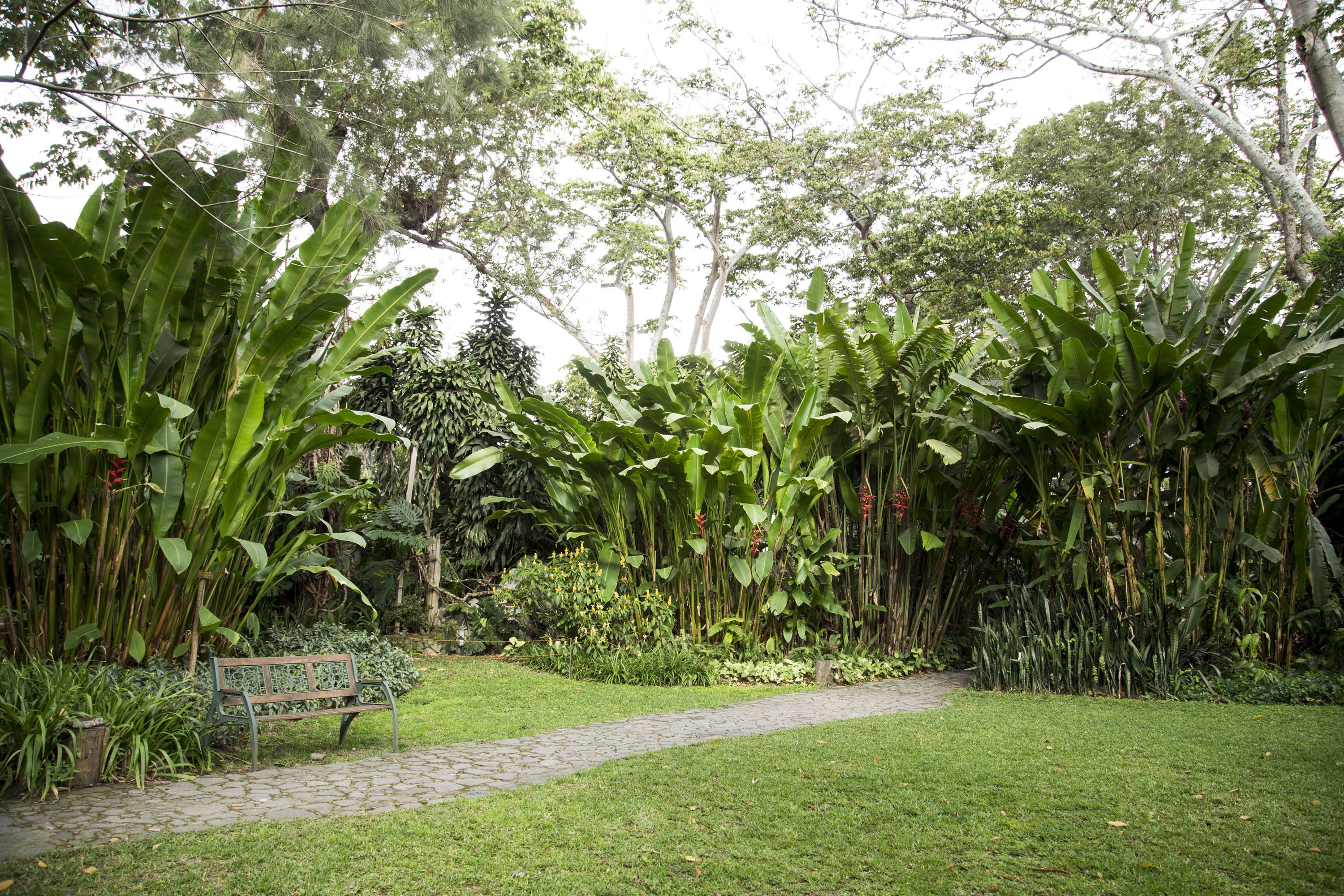 Un jardin avec un chemin dallé, un banc en bois et diverses plantes tropicales.
