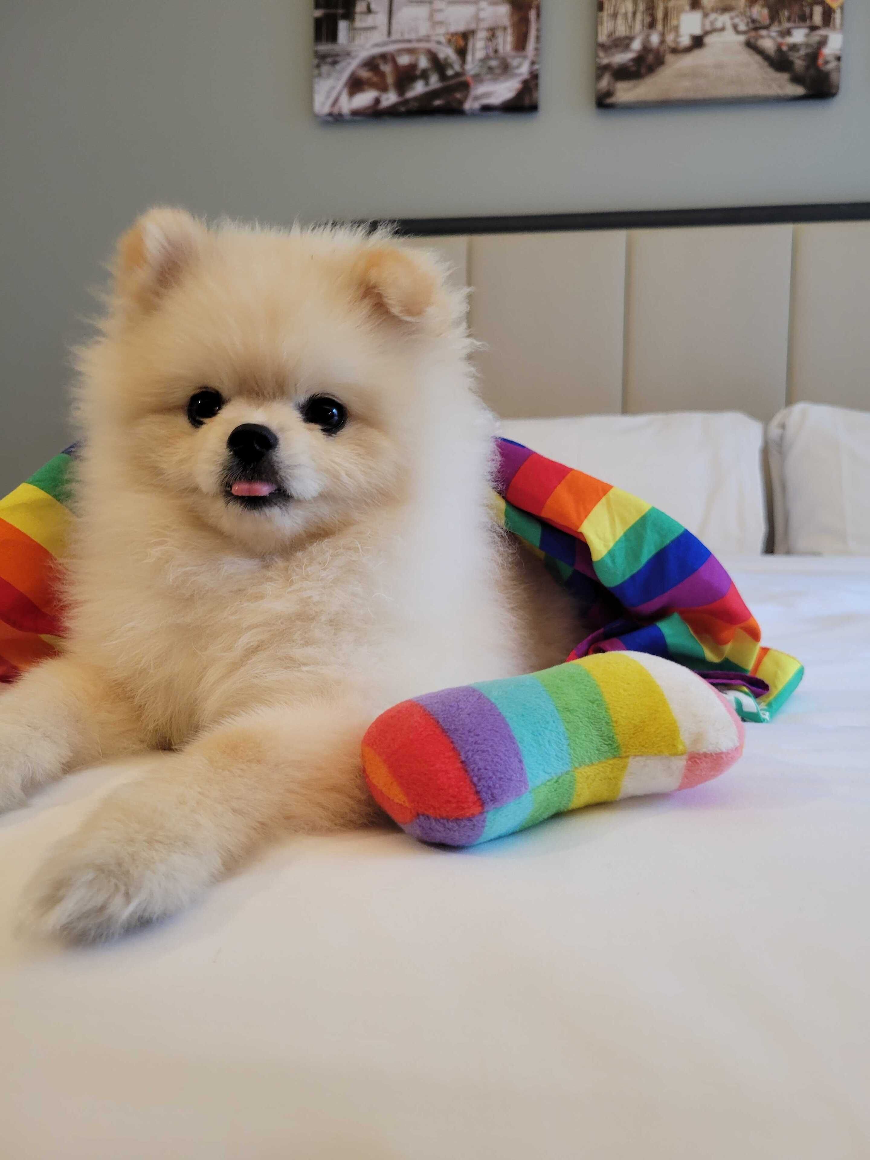 A fluffy white dog lying on a bed with colorful striped socks.