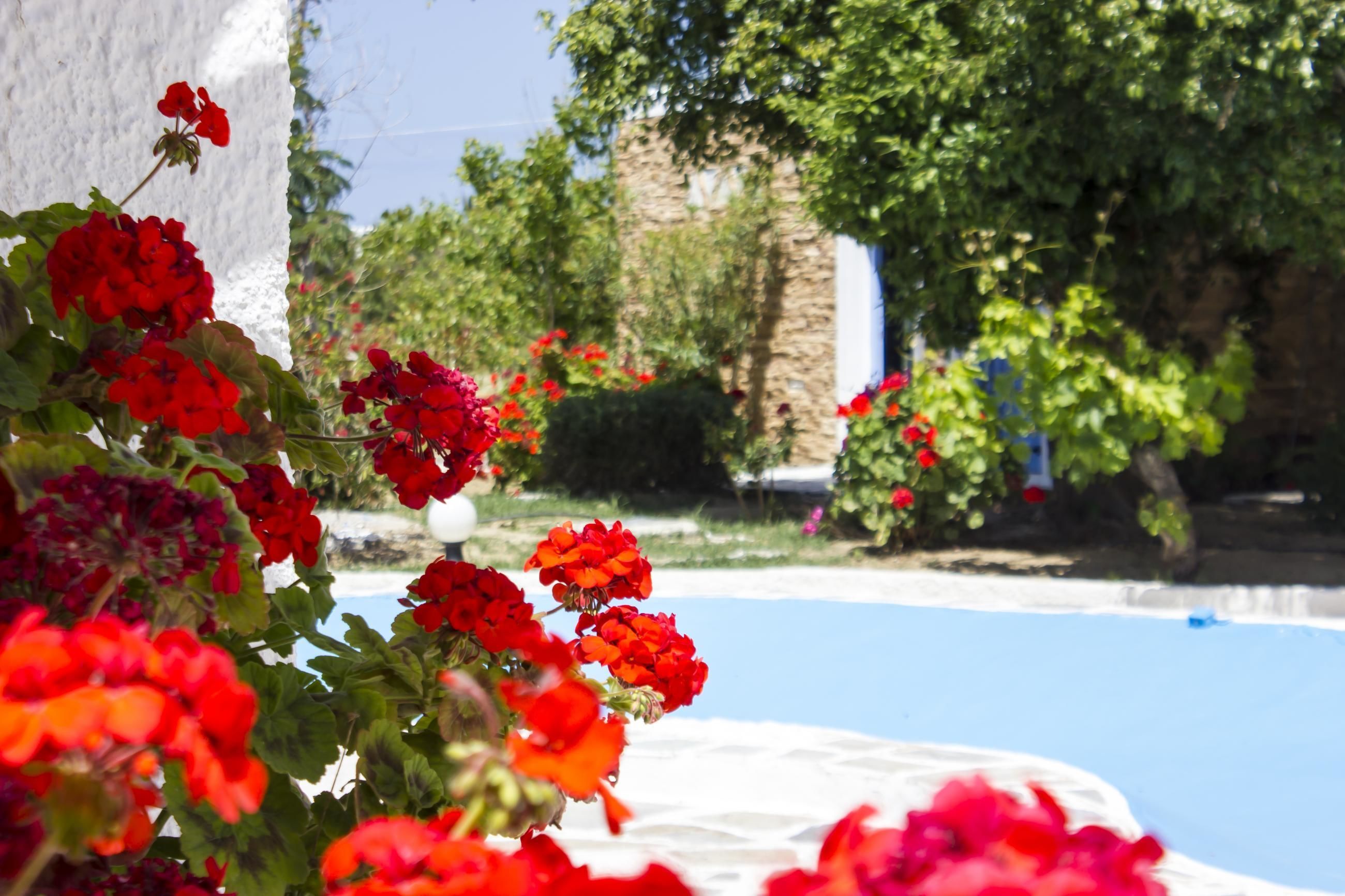 A pool area with red flowers in the foreground and a stone wall in the background.