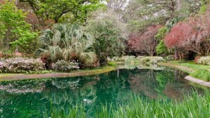 A tranquil garden with a pond, lush greenery, and a variety of trees.