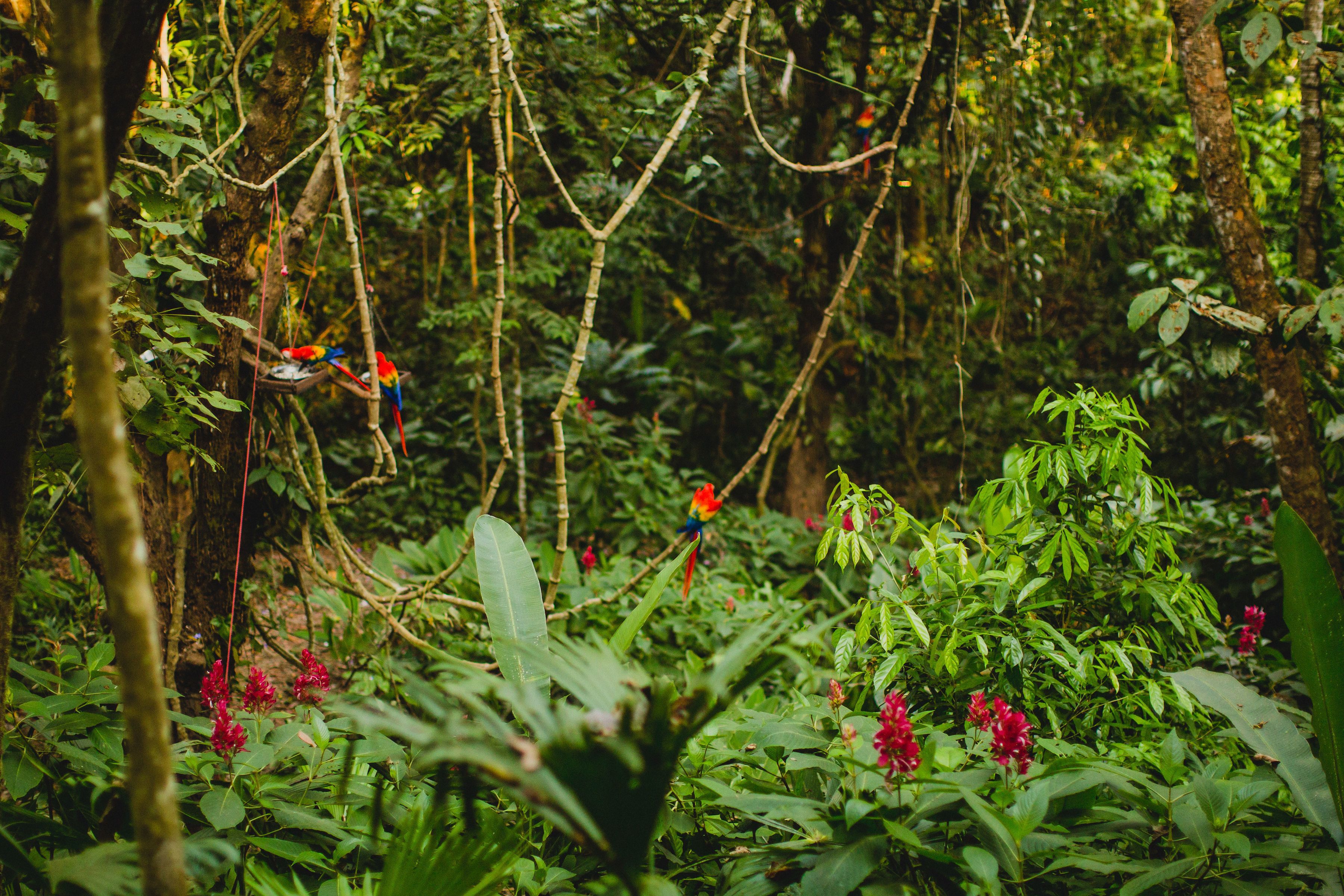 A dense forest with a bird feeder hanging from a tree branch.