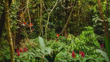 A dense forest with a bird feeder hanging from a tree branch.