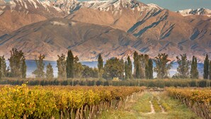 A vineyard with rows of grapevines, a clear path, and mountains in the background. - Postales Finca & Bodega by DOT Boutique (Tunuyan)