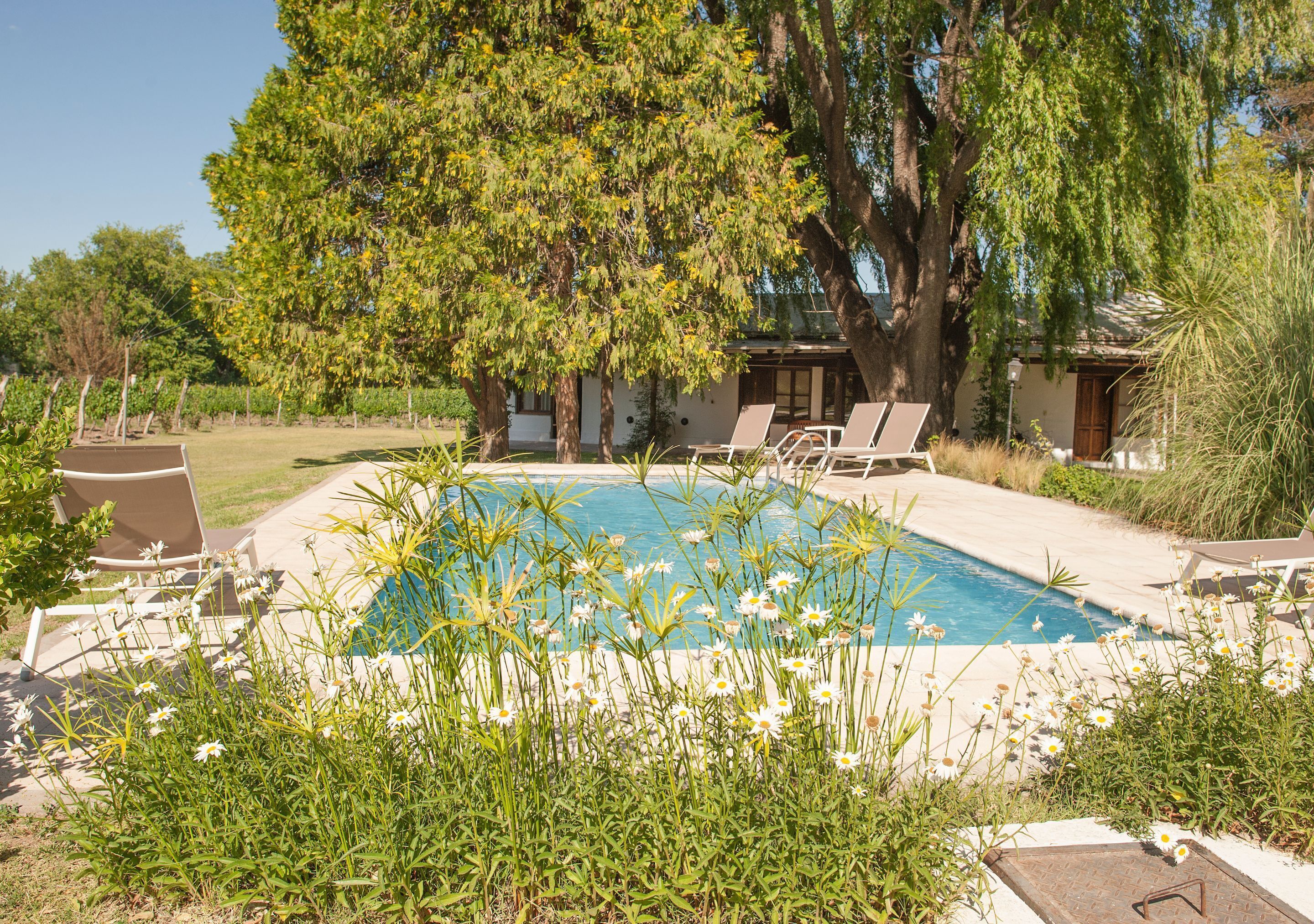 Piscina rodeada por vegetação, com espreguiçadeiras e um edifício ao fundo.