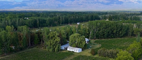 Viñedos con hileras de parras, un edificio blanco y un paisaje montañoso de fondo.