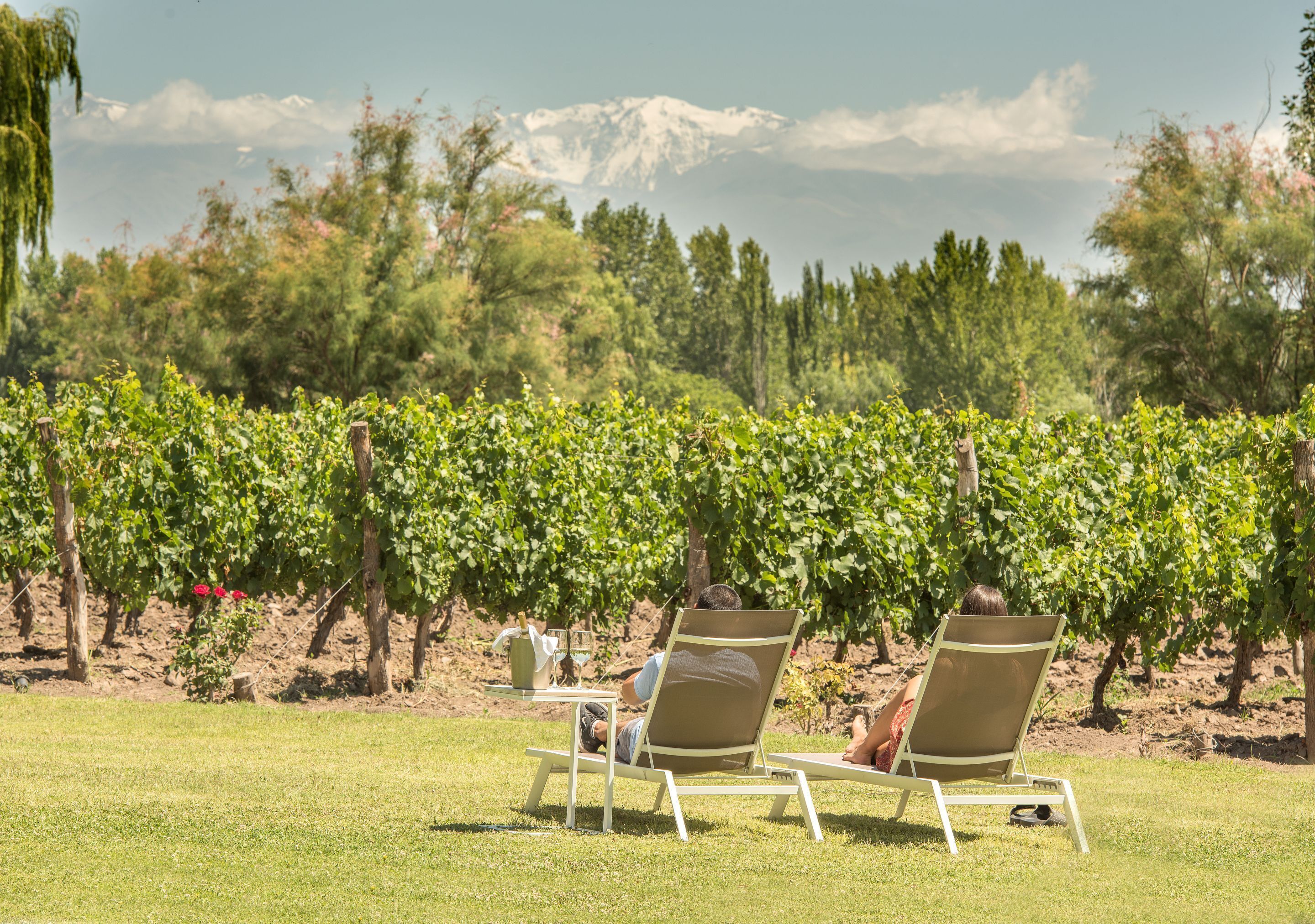 Viñedo con hileras de vides y una persona relajándose en una silla con vistas a las montañas al fondo.