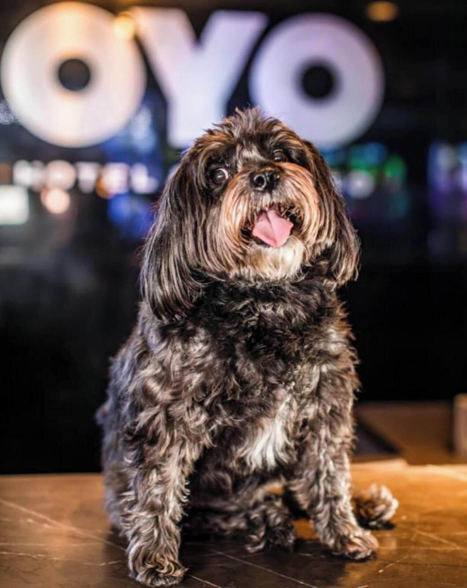 Foto - OYO Hotel and Casino Las Vegas