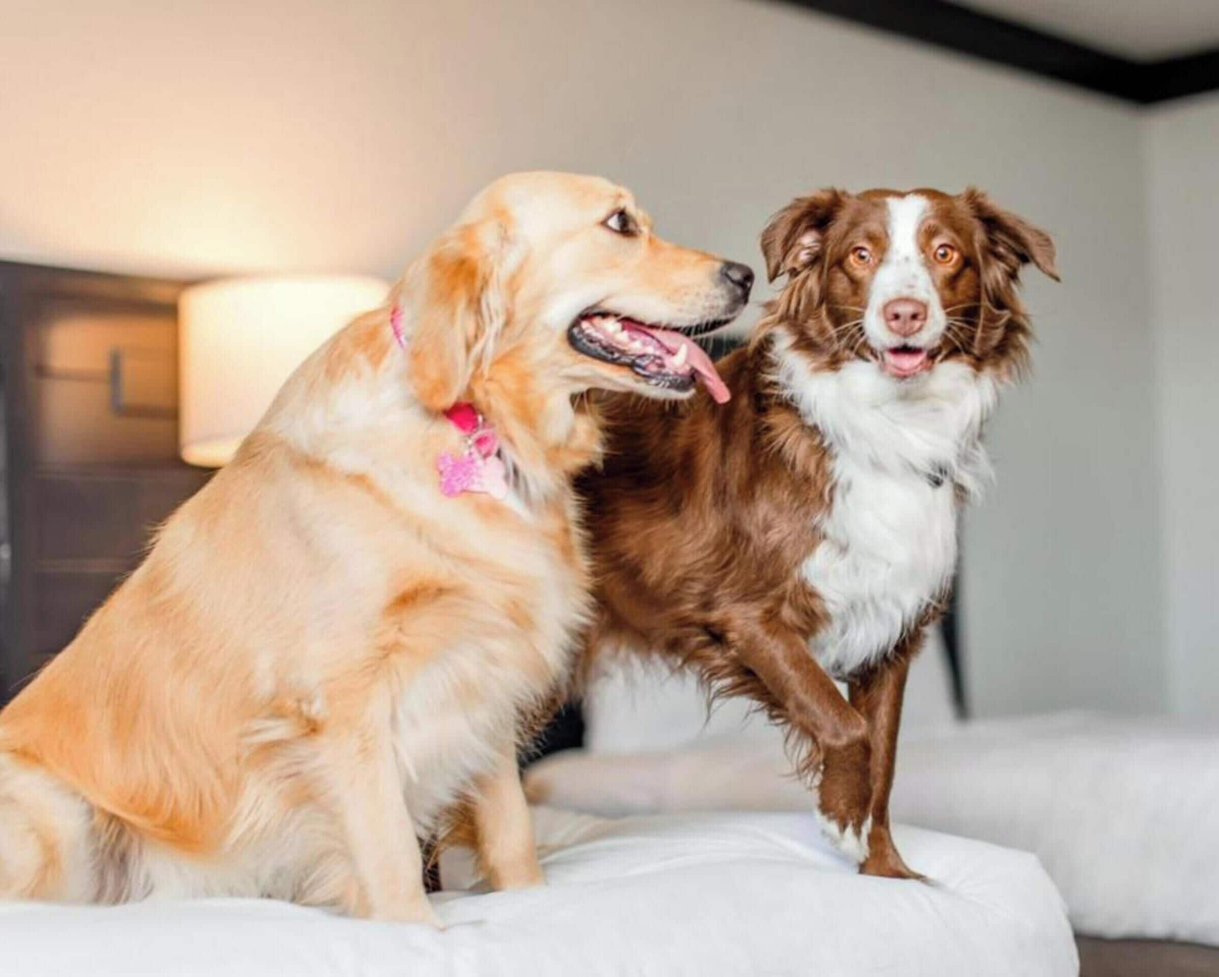 Dois cães sentados em uma cama, com uma luminária ao fundo.