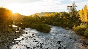 A river flowing through a forested area with sunlight reflecting off the water.