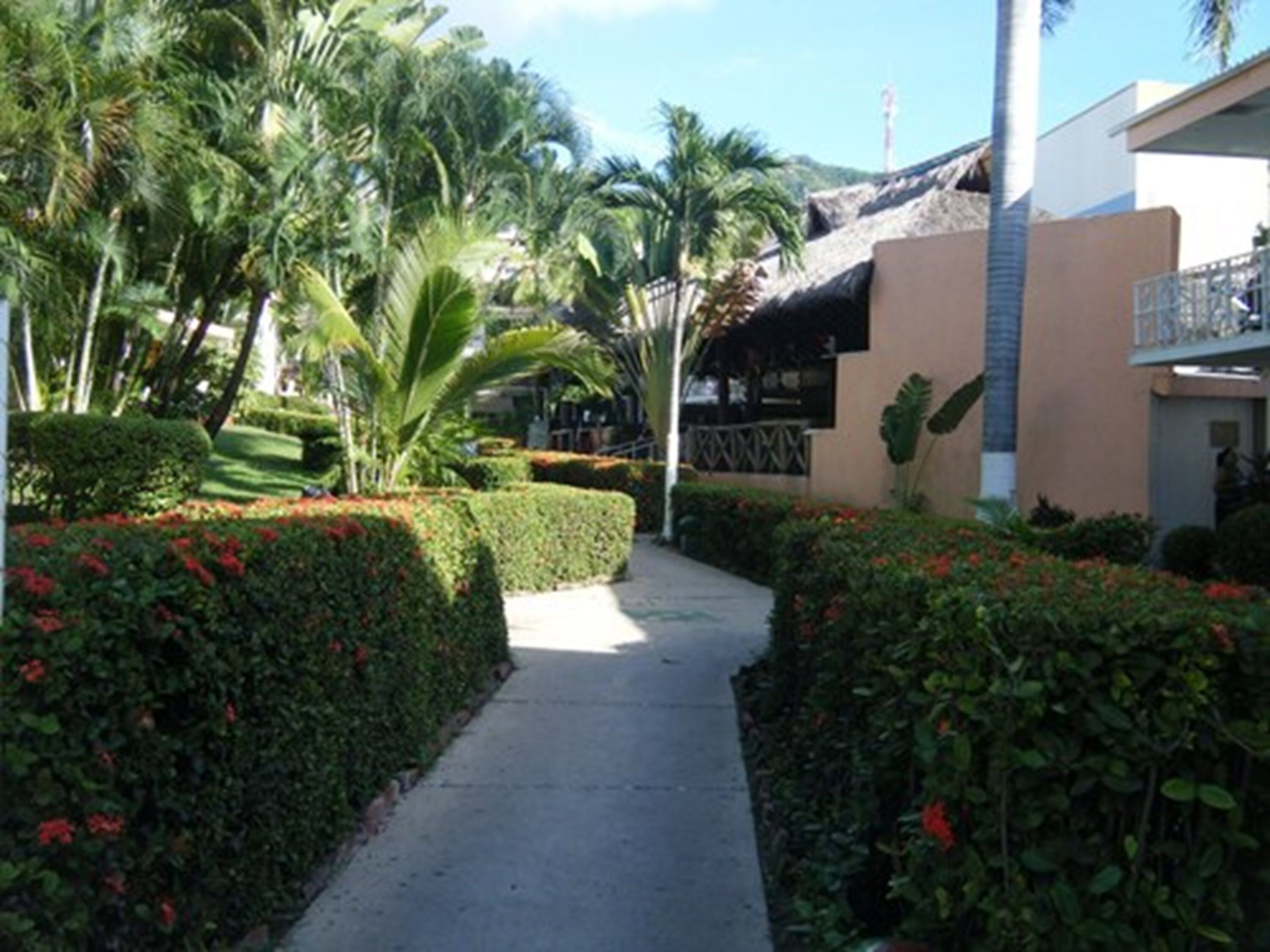 A pathway flanked by neatly trimmed hedges and palm trees, leading to a building with a balcony.