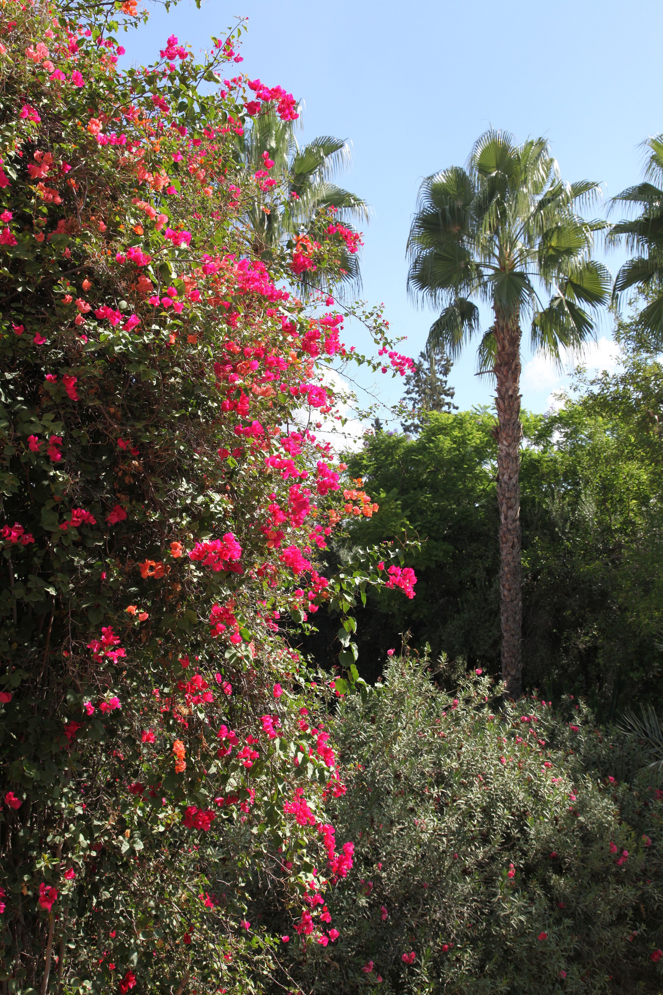 Foto - Dar Ayniwen Garden Hotel & Bird Zoo