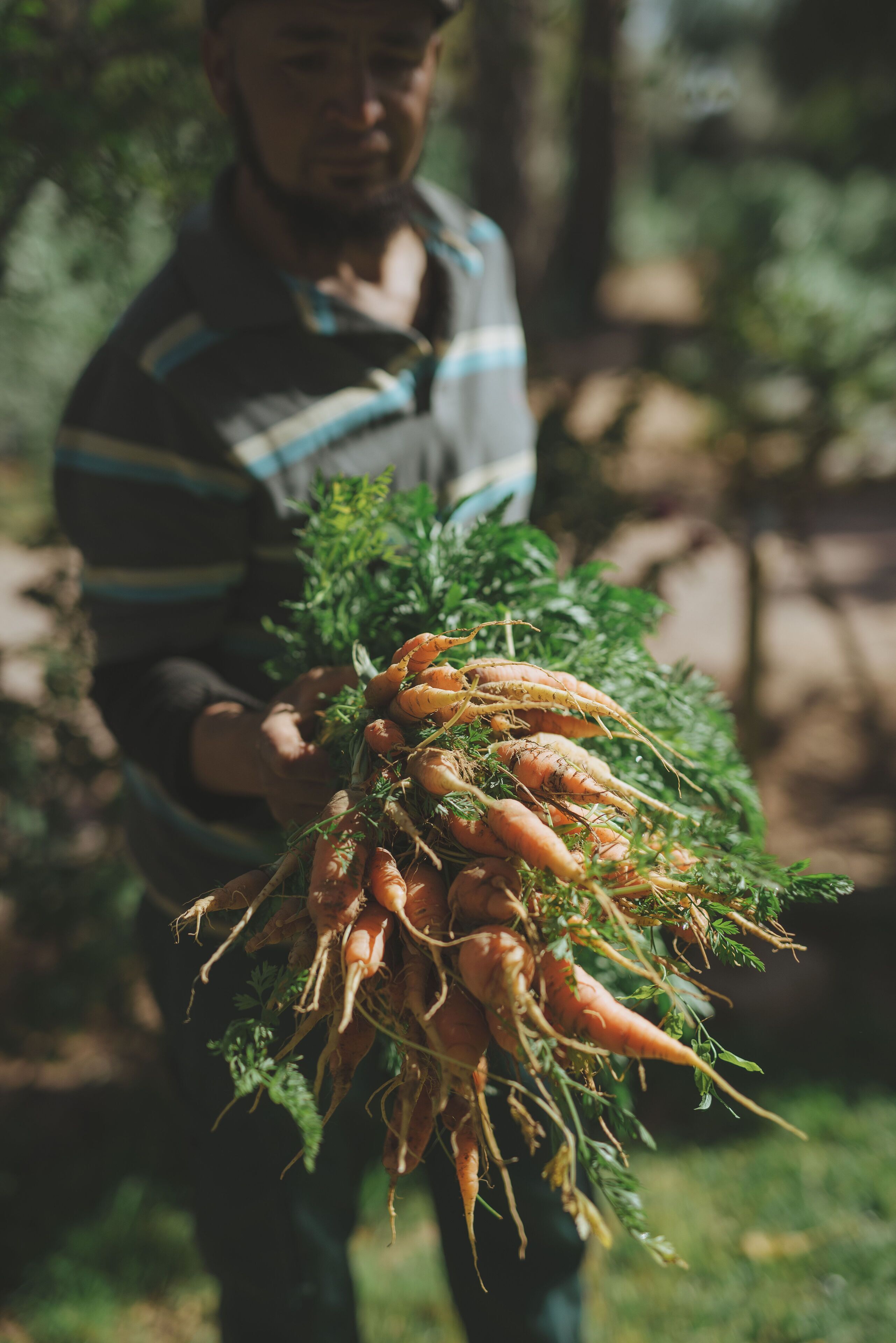 A person holding a bunch of carrots.